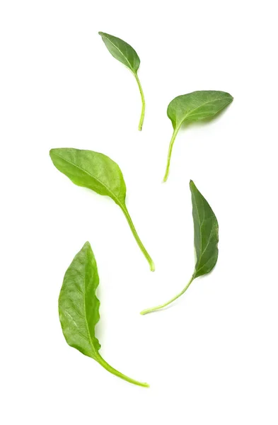 Pepper Leaves White Background — Stockfoto