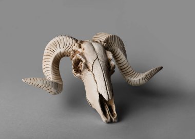 Gri arka planda koyun kafatası