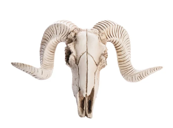Skull Sheep White Background — Fotografia de Stock