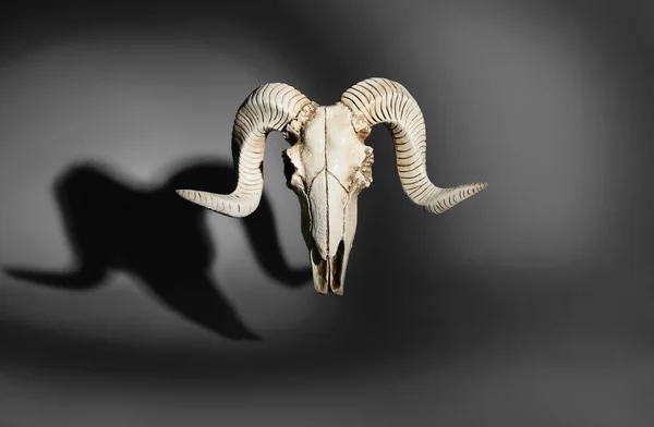 Crâne Mouton Sur Fond Sombre — Photo
