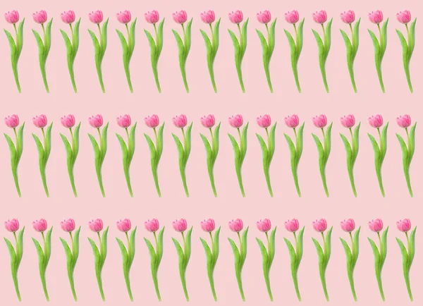 Beautiful Fresh Tulips Pink Background — Stockfoto