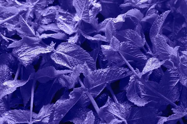 Fresh Violet Mint Background — Stock Fotó