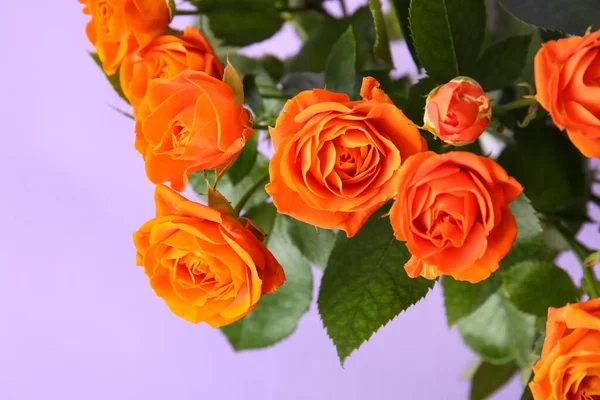 Bukett Med Vackra Orange Rosor Lila Bakgrund Närbild — Stockfoto