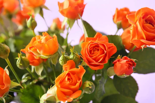 Bouquet Beautiful Orange Roses Purple Background Closeup — Stock Photo, Image