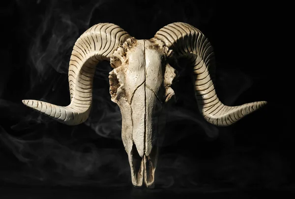 Crânio Ovelhas Fundo Escuro — Fotografia de Stock