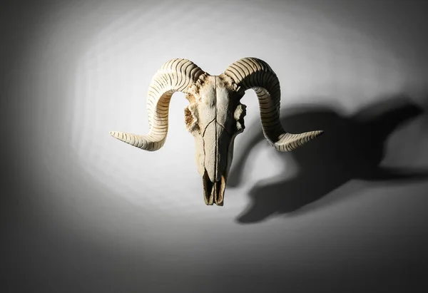 Crânio Ovelhas Fundo Escuro — Fotografia de Stock