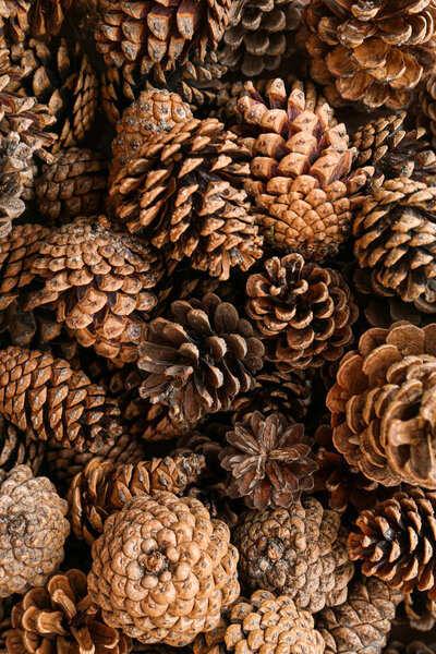 Pine cones as background, closeup
