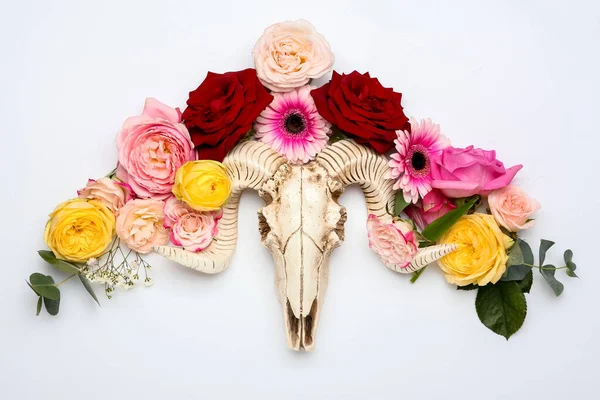 Skull Sheep Flowers White Background — Stock Photo, Image