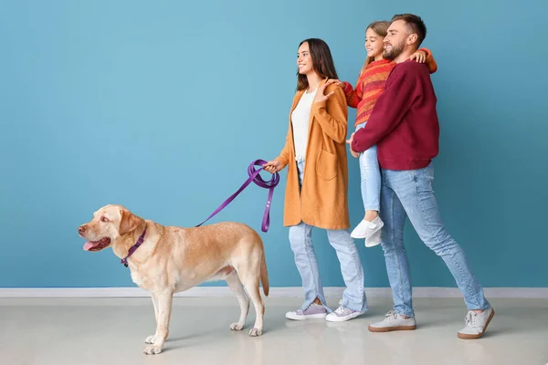 Happy Parents Little Daughter Cute Labrador Dog Walking Blue Wall — стоковое фото