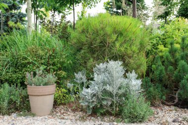 Yaz günü güzel yeşil park manzarası