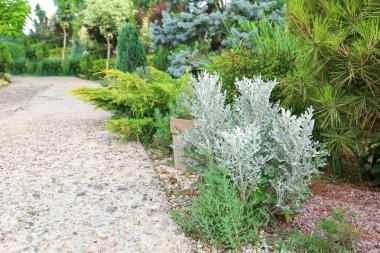 Yaz günü güzel yeşil park manzarası