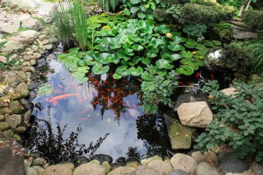 Bahçesinde balık olan güzel bir gölet.