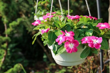 Yeşil parkta çiçekli tencere.