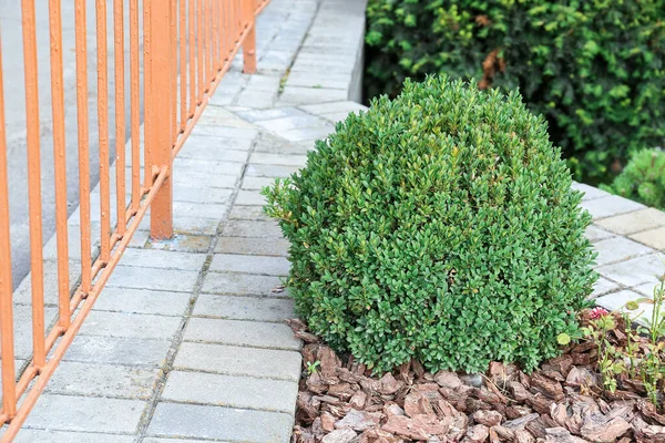 Belo Arbusto Forma Bola Aparado Jardim — Fotografia de Stock