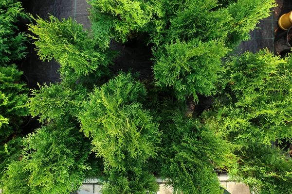 Πράσινη Άρκευθος Στον Βοτανικό Κήπο — Φωτογραφία Αρχείου