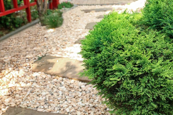 Green Juniper Oriental Garden — Stock Fotó
