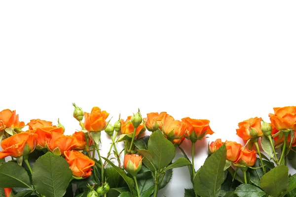 Beautiful Bush Roses White Background — Stock Photo, Image