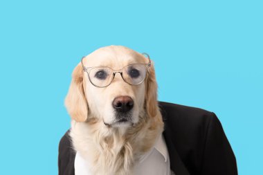 Renkli arka planda iş köpeği