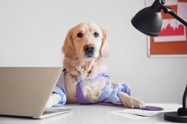 Ofiste çalışan sevimli bir iş köpeği.