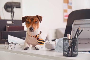 Ofiste çalışan sevimli bir iş köpeği.