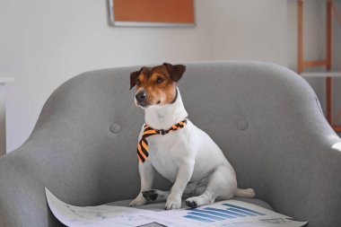 Evrakları olan sevimli bir iş köpeği.