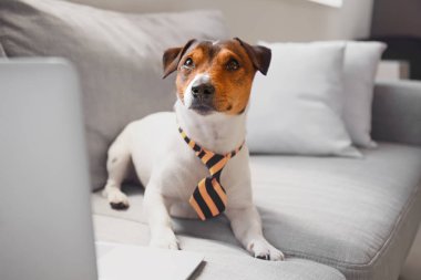 Evdeki kanepede dizüstü bilgisayarı olan sevimli bir iş köpeği.