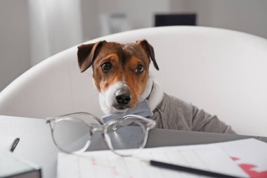 Ofiste çalışan sevimli bir iş köpeği.