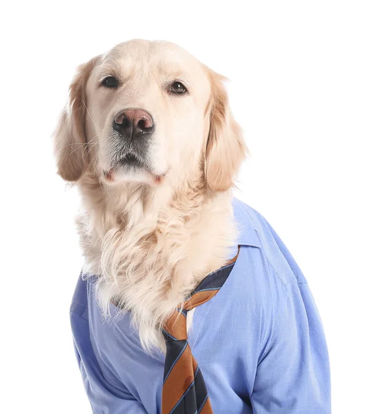 Business Dog White Background — стоковое фото