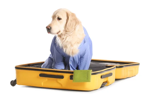 Business Dog Passport Sitting Suitcase White Background — Stock Photo, Image