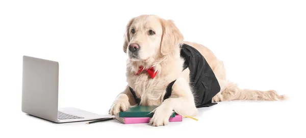 Business Dog Laptopem Notebookami Białym Tle — Zdjęcie stockowe