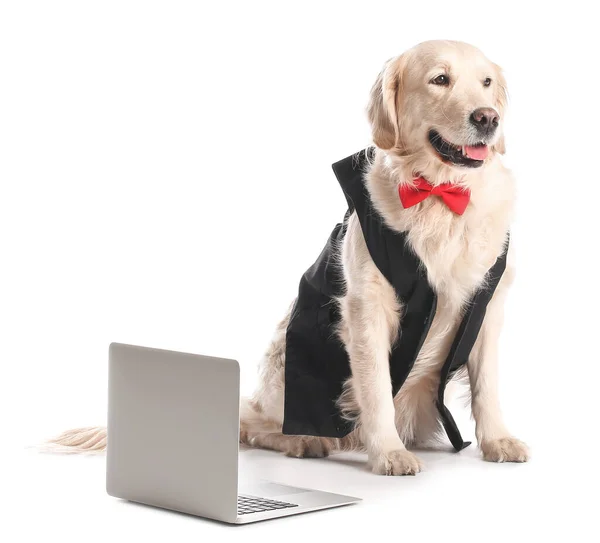 Business Dog Laptop White Background — Stock Photo, Image