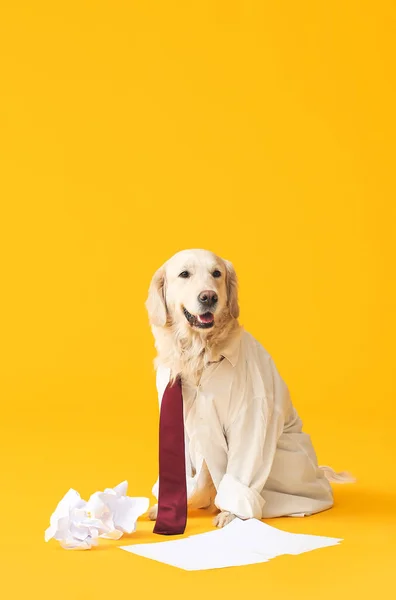 Business Dog Documents Color Background — стоковое фото