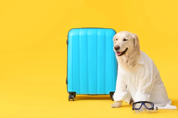 Business Dog Suitcase Snorkeling Mask Color Background — стоковое фото