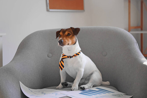 Cute business dog with documents at home