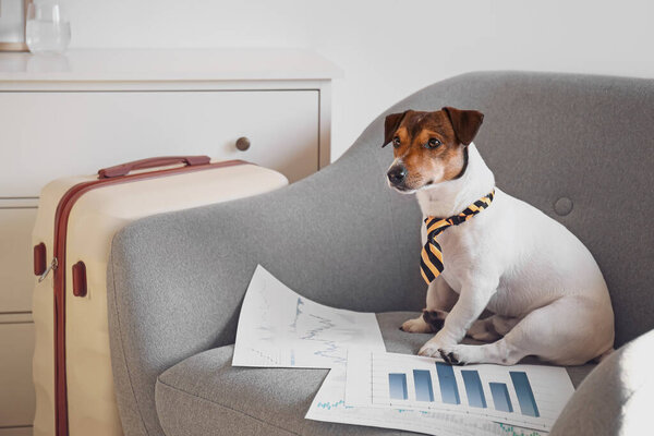 Cute business dog with documents at home