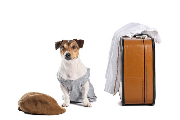 Business dog with suitcase and clothes on white background