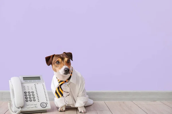 Business Dog Telephone Color Wall — Stock Photo, Image