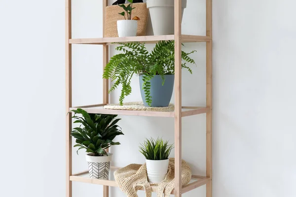 Shelving Unit Houseplants Light Wall — Stock Photo, Image