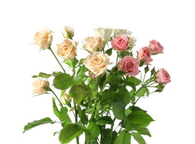 Beyaz arka planda güzel taze güller.