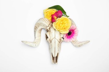 Beyaz arka planda çiçekli koyun kafatası