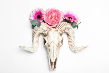 Beyaz arka planda çiçekli koyun kafatası