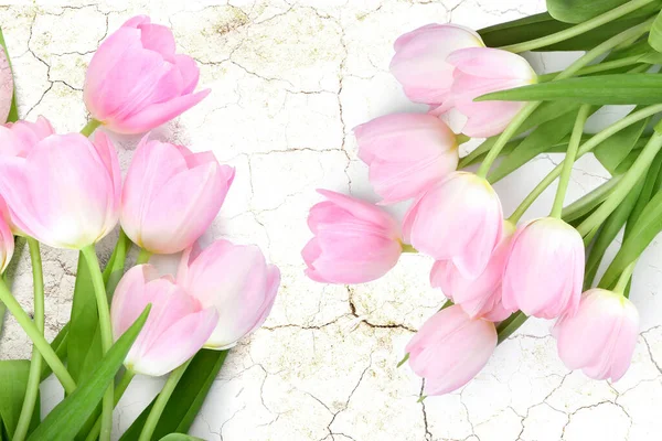 Beautiful Tulip Flowers Light Background — Stock Photo, Image