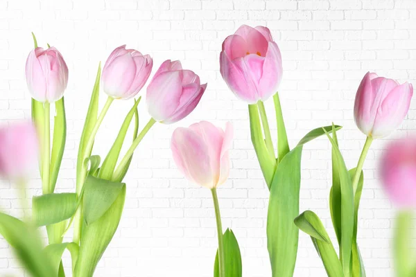 Beautiful Tulip Flowers White Brick Background — Stock Photo, Image