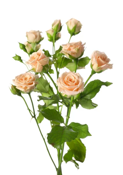 Bouquet Beautiful Fresh Roses White Background — Stock Photo, Image