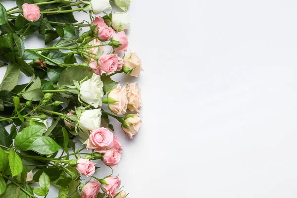 Different Beautiful Roses White Background — 스톡 사진