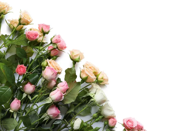Diferentes Rosas Hermosas Sobre Fondo Blanco — Foto de Stock