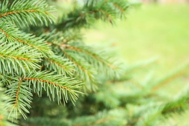 Parktaki güzel köknar dalları