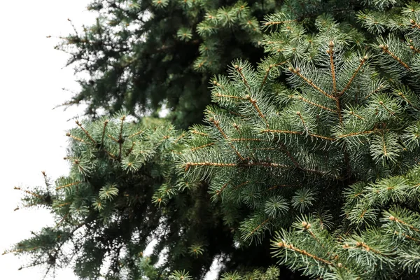 Beautiful Fir Tree Branches Park Sky Background — Stock Photo, Image