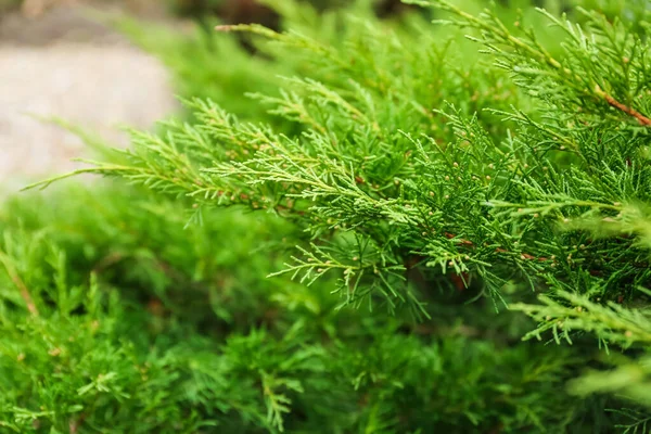 植物園の緑のジュニパーの枝のクローズアップ — ストック写真