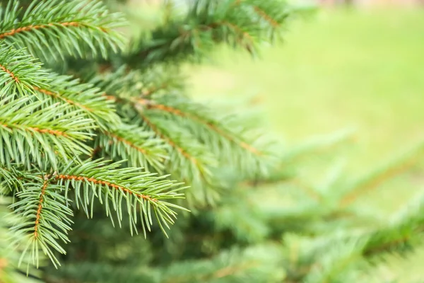 Beautiful Fir Tree Branches Park — Stock Photo, Image